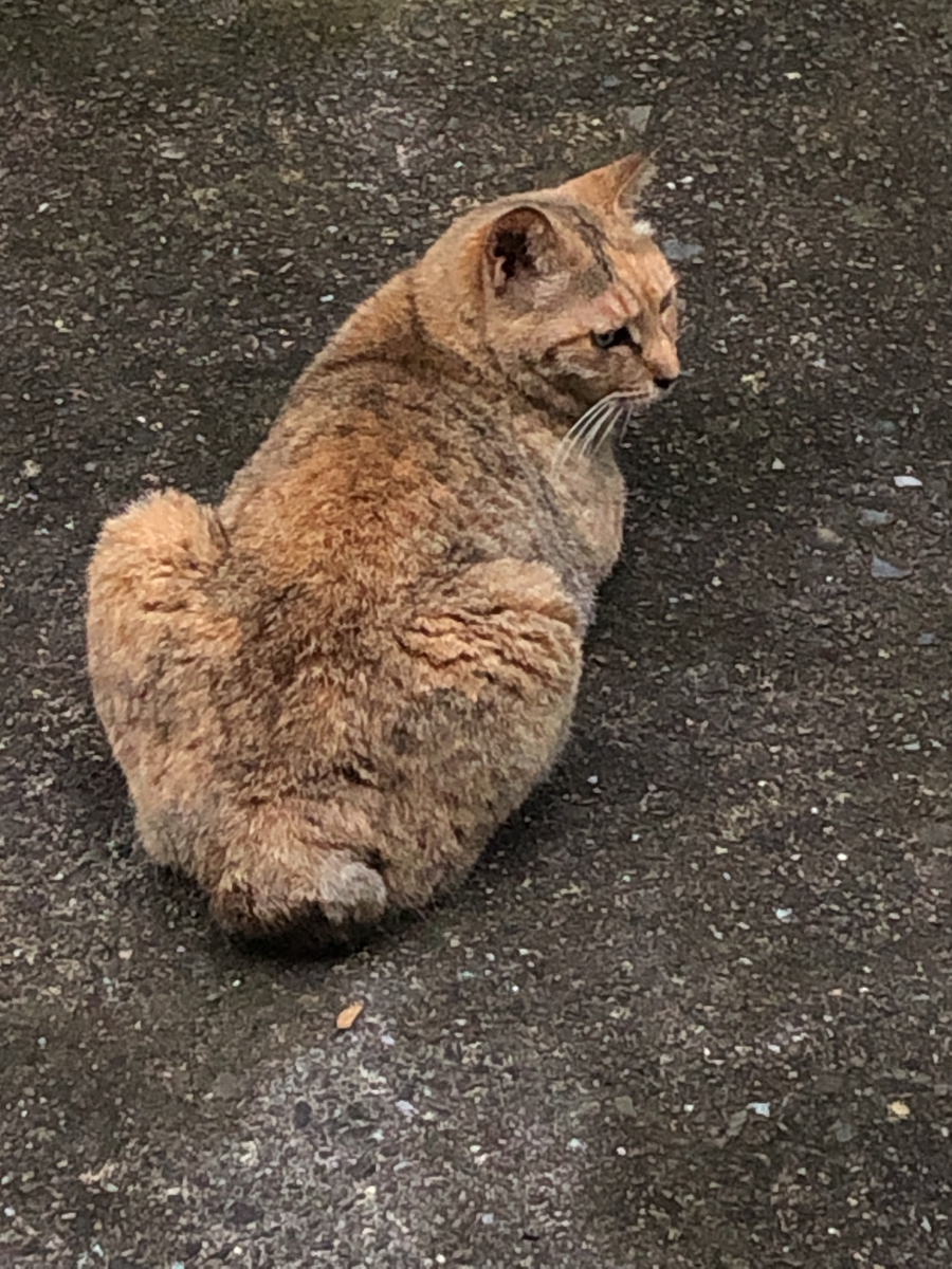 f:id:bf021hugtlang:20200711214157j:plain f:id:bf021hugtlang:20200711214157j:plain