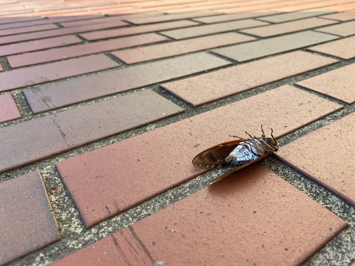 f:id:bf021hugtlang:20200820203556j:plain f:id:bf021hugtlang:20200820203556j:plain