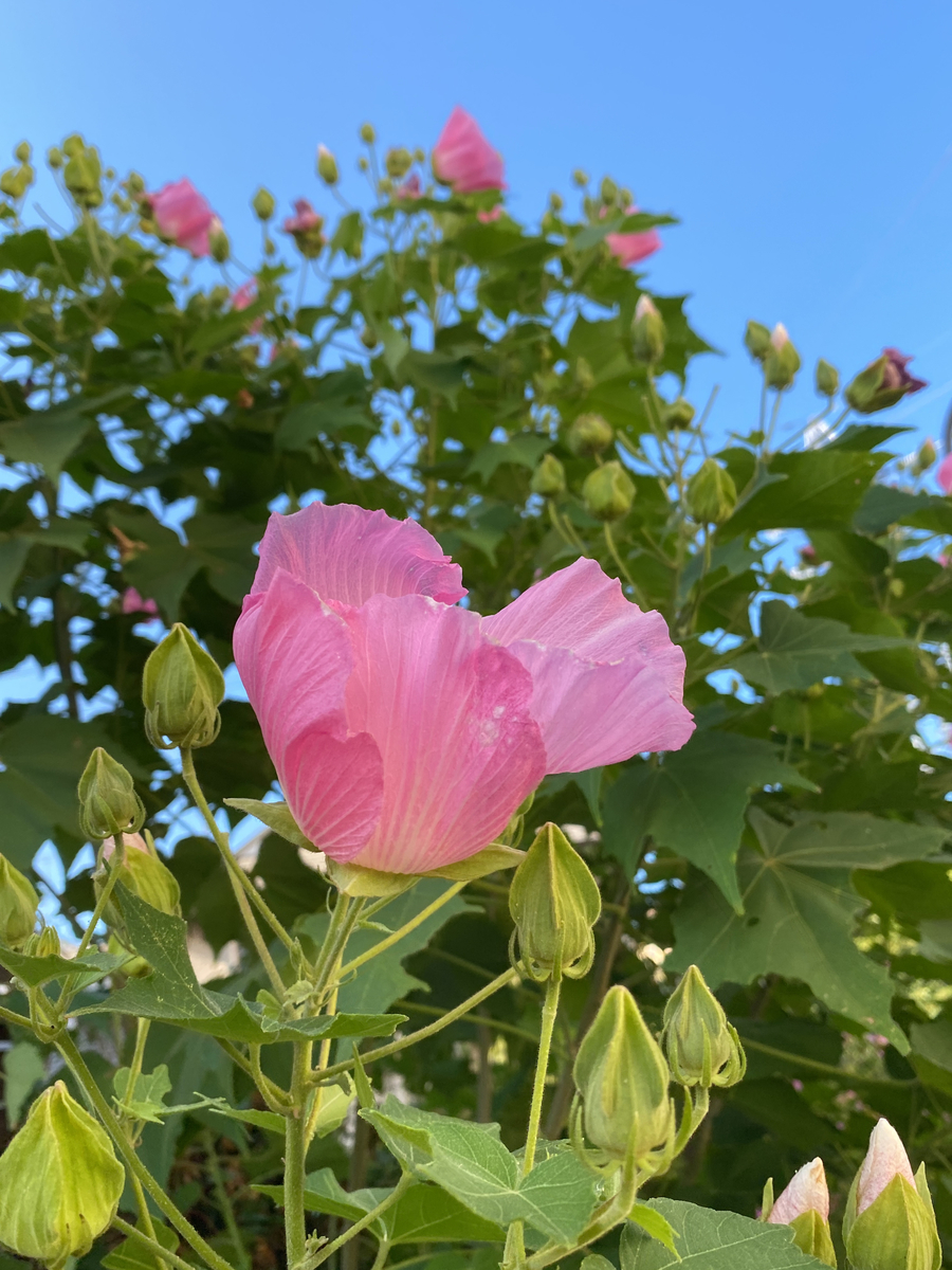 f:id:bf021hugtlang:20200820203639j:plain f:id:bf021hugtlang:20200820203639j:plain