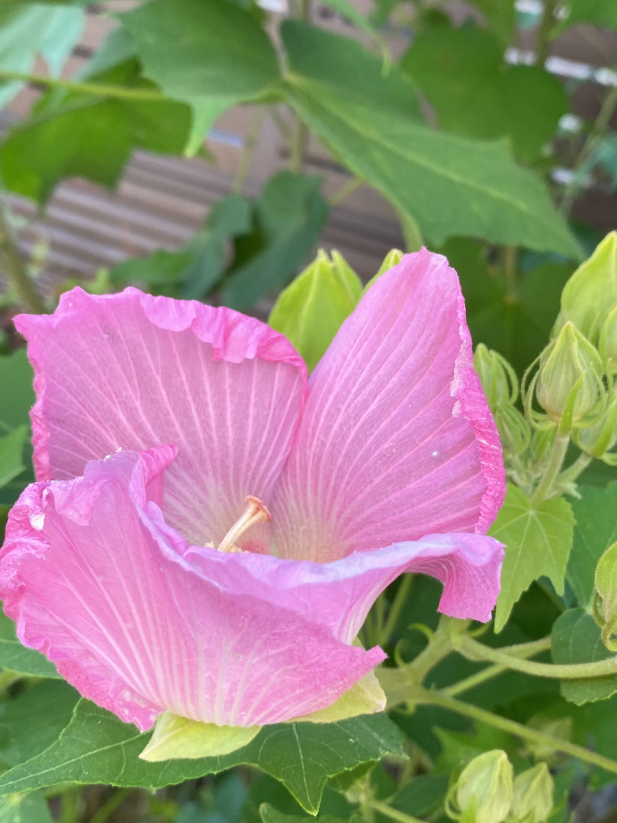 f:id:bf021hugtlang:20200820203644j:plain f:id:bf021hugtlang:20200820203644j:plain