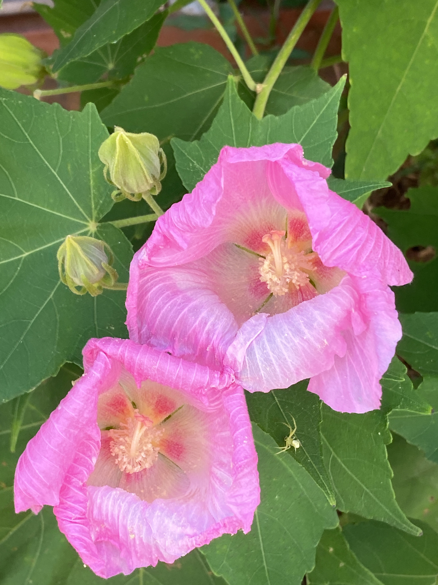 f:id:bf021hugtlang:20200820203708j:plain f:id:bf021hugtlang:20200820203708j:plain