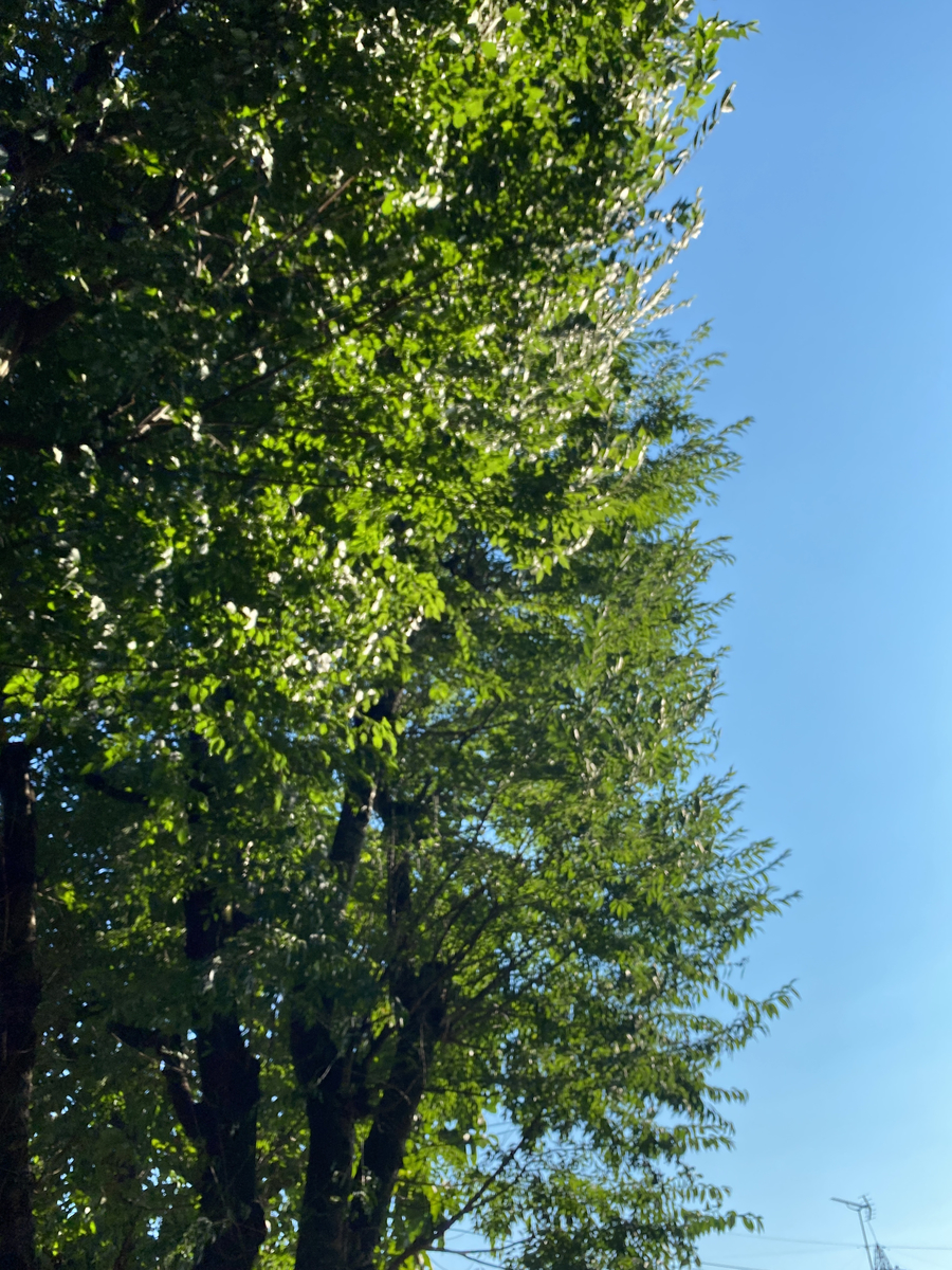 f:id:bf021hugtlang:20200820203925j:plain f:id:bf021hugtlang:20200820203925j:plain