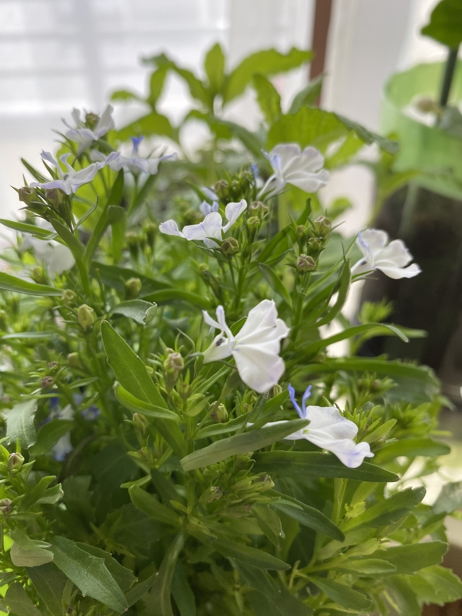 f:id:bf021hugtlang:20210419211827j:plain