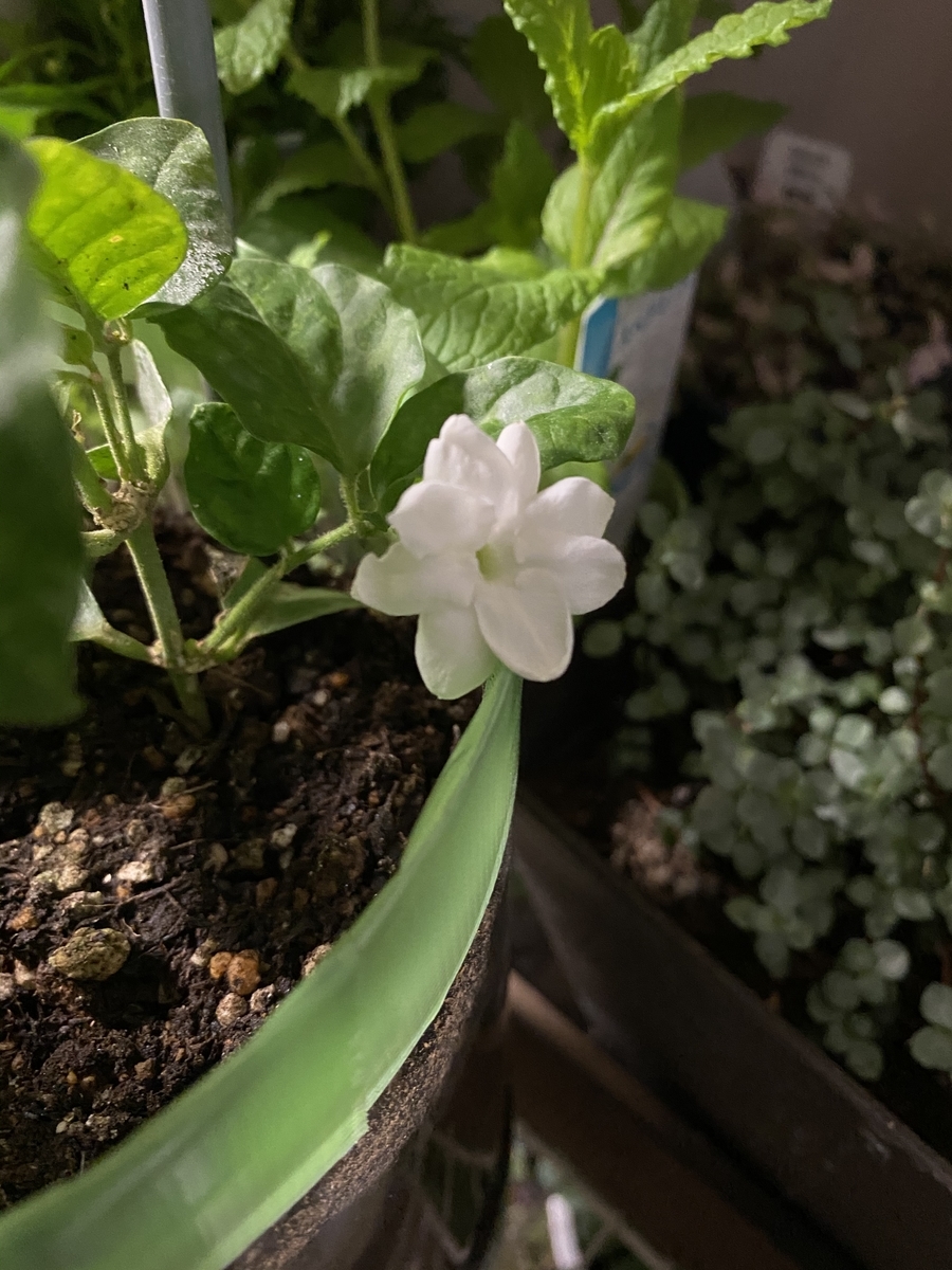 f:id:bf021hugtlang:20210419212216j:plain