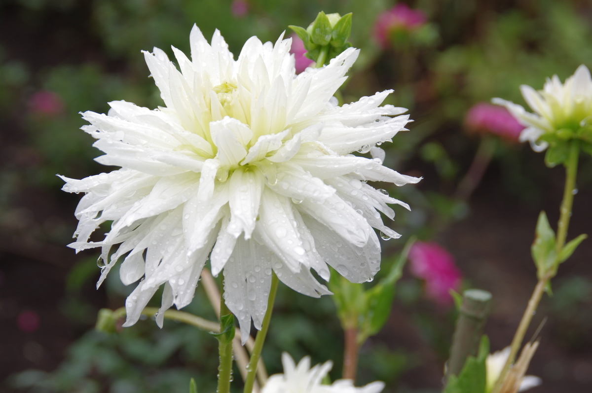 f:id:bf021hugtlang:20210730210412j:plain