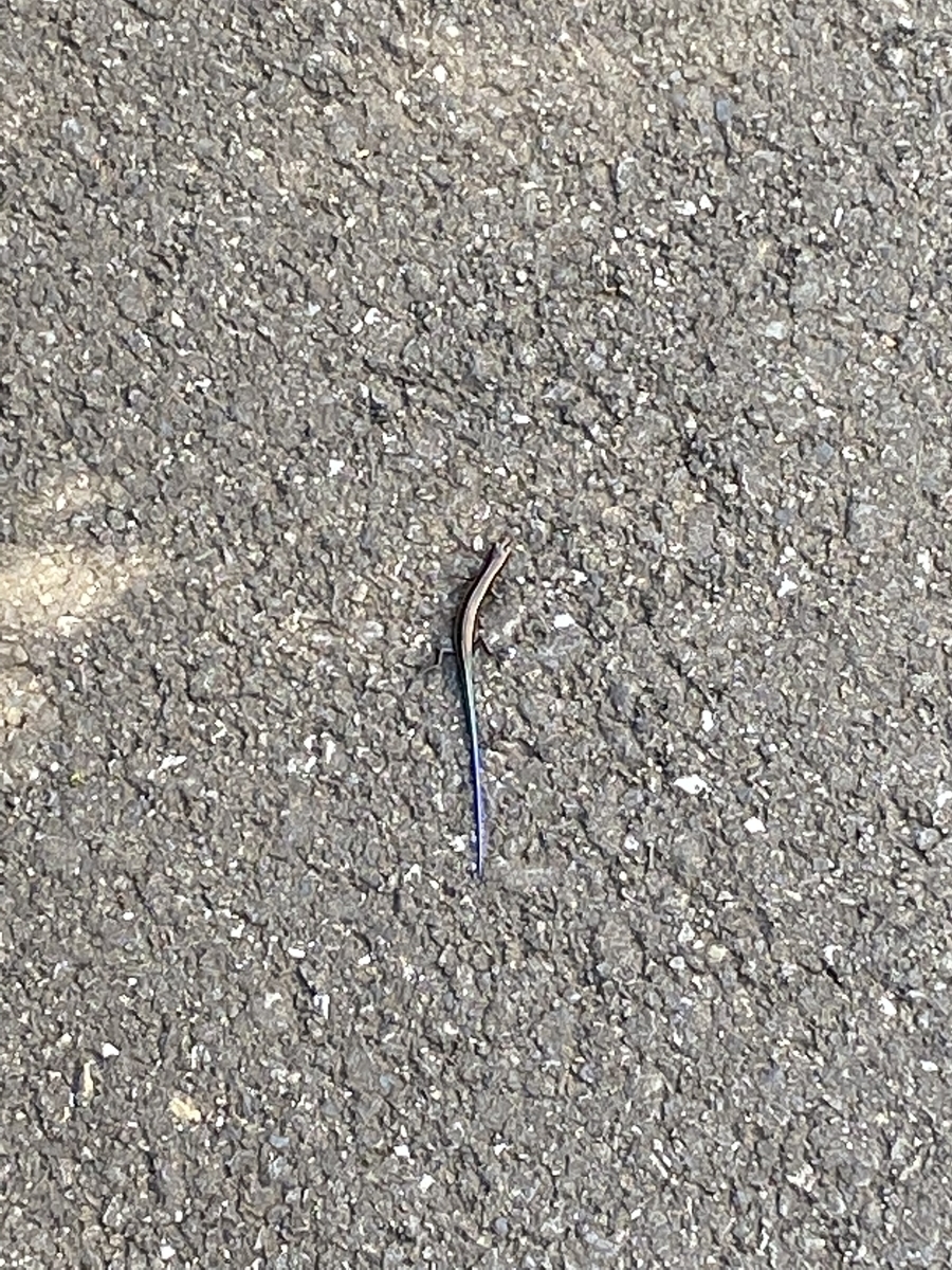 f:id:bf021hugtlang:20210827214928j:plain