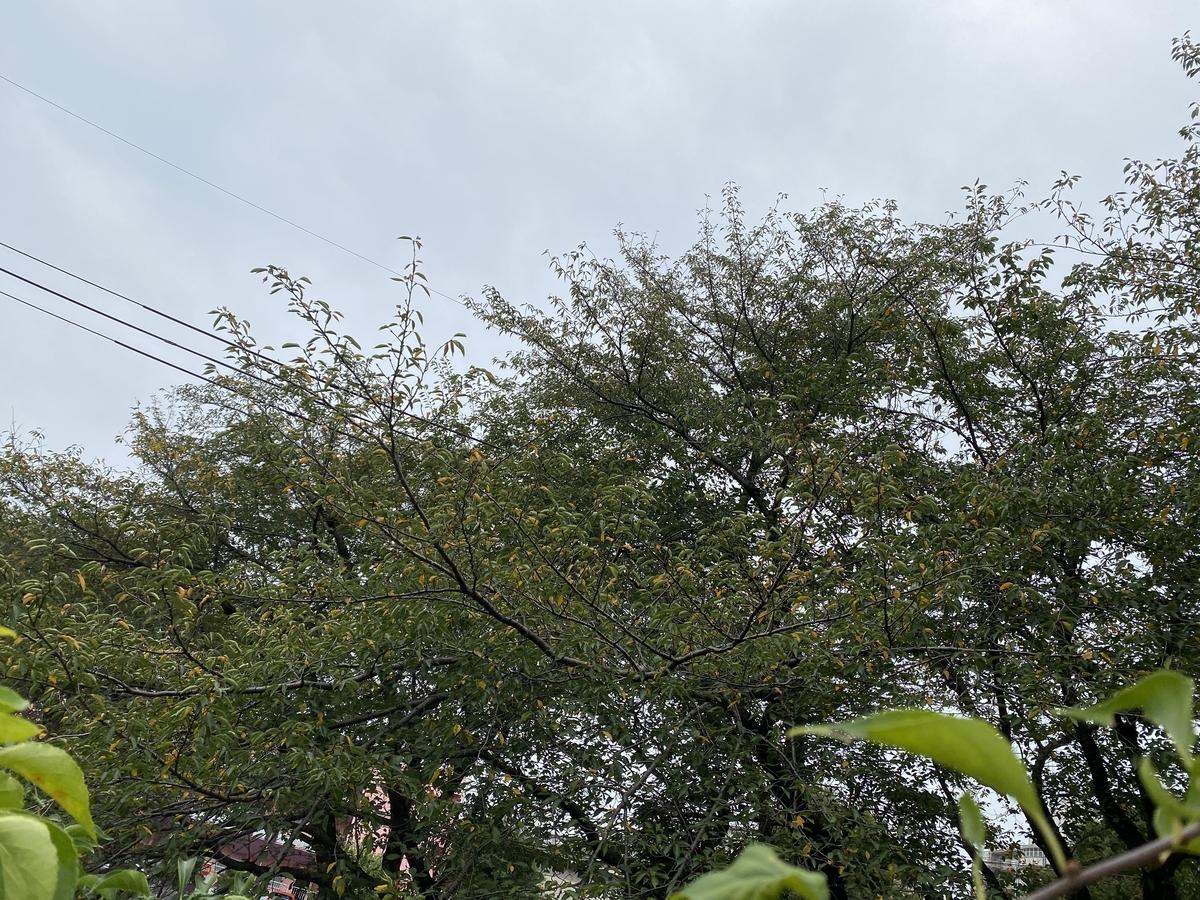 f:id:bf021hugtlang:20210912222616j:plain