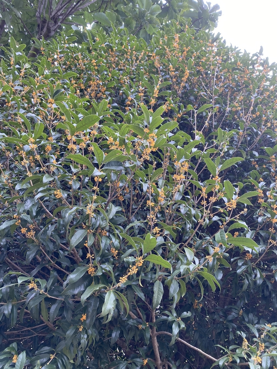 f:id:bf021hugtlang:20210912222655j:plain