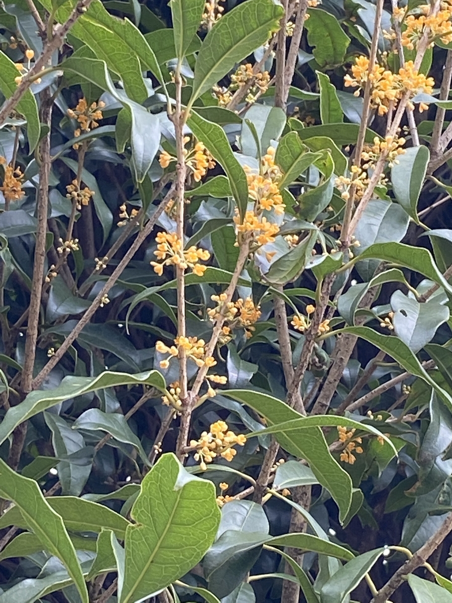 f:id:bf021hugtlang:20210912222714j:plain