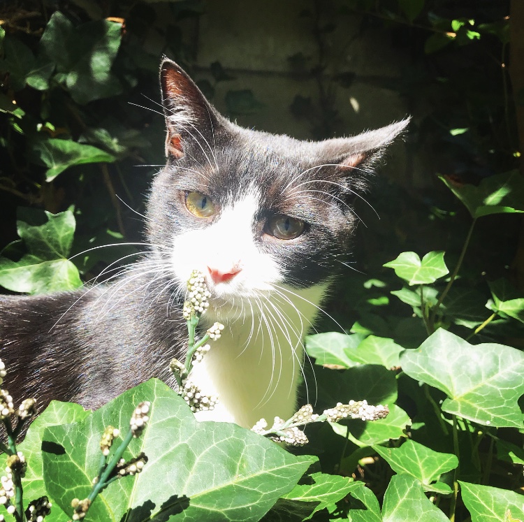 f:id:bfukunaga:20210703103858j:plain