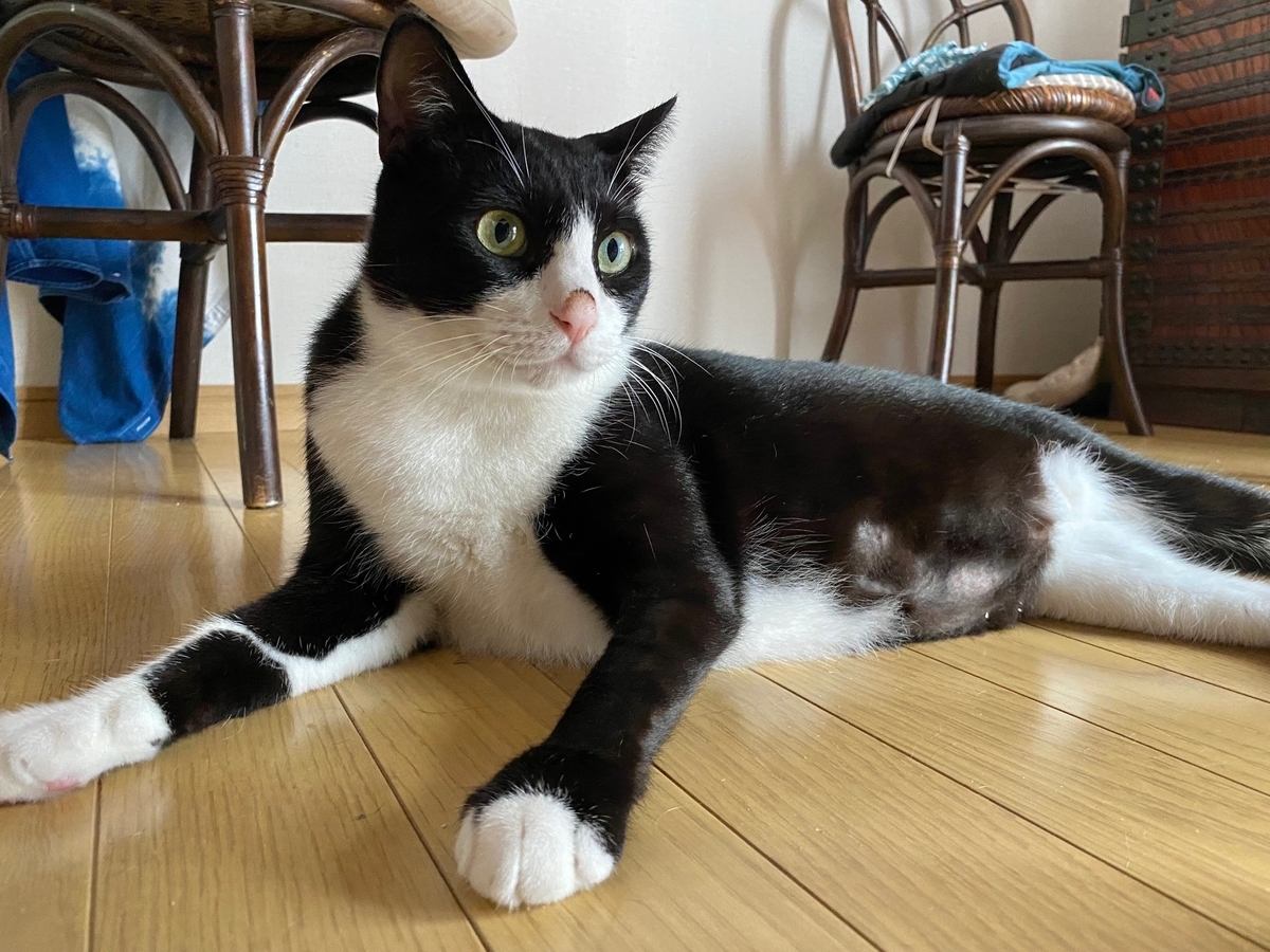 f:id:bfukunaga:20210806225212j:plain