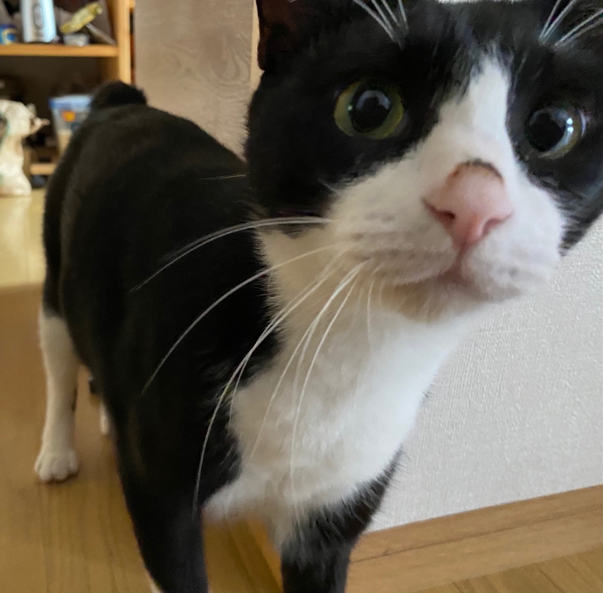 f:id:bfukunaga:20210901225353j:plain