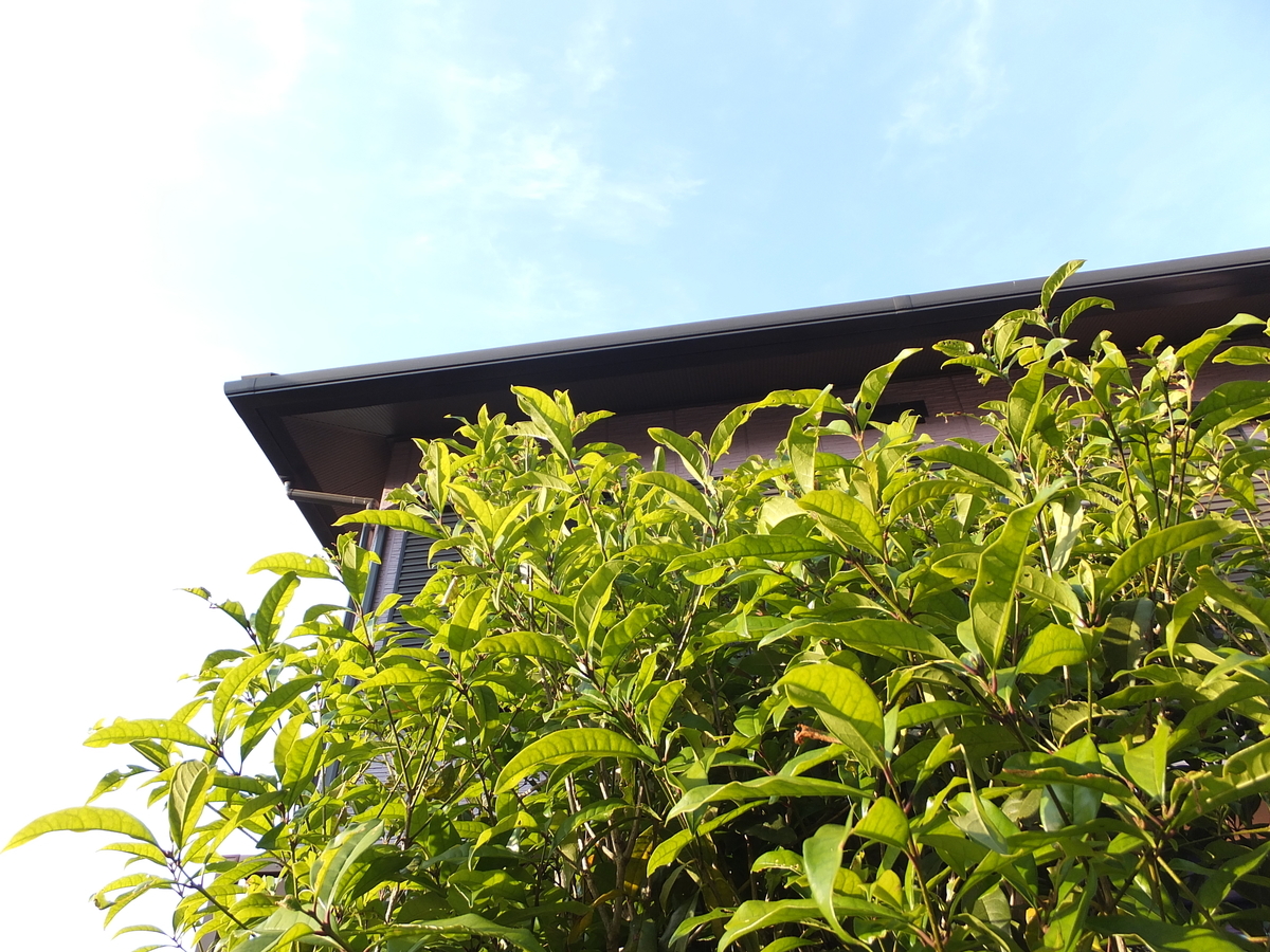 植えて失敗 キンモクセイのメリット デメリットは 甘い香り あなたらしく