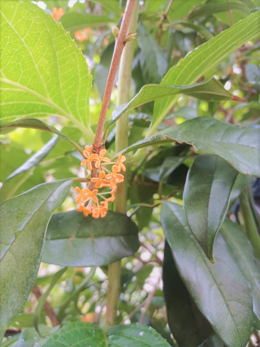 植えて失敗 キンモクセイのメリット デメリットは 甘い香り あなたらしく