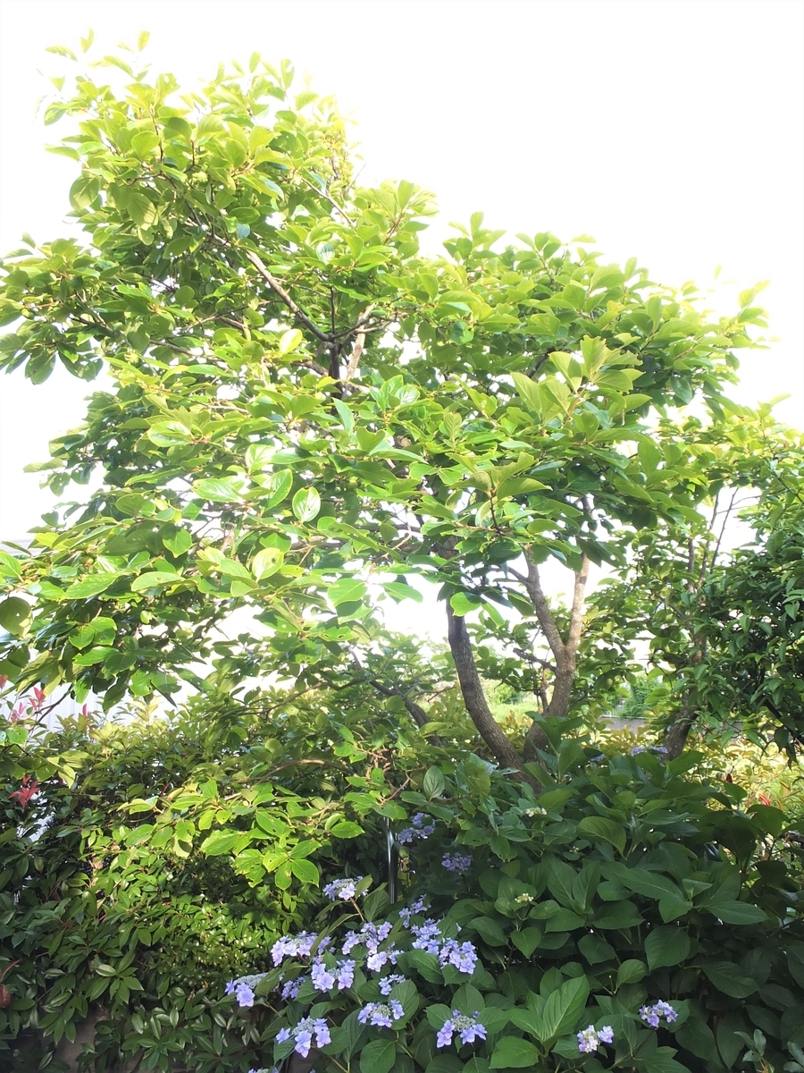 f:id:bhanahana:20211025160549j:plain