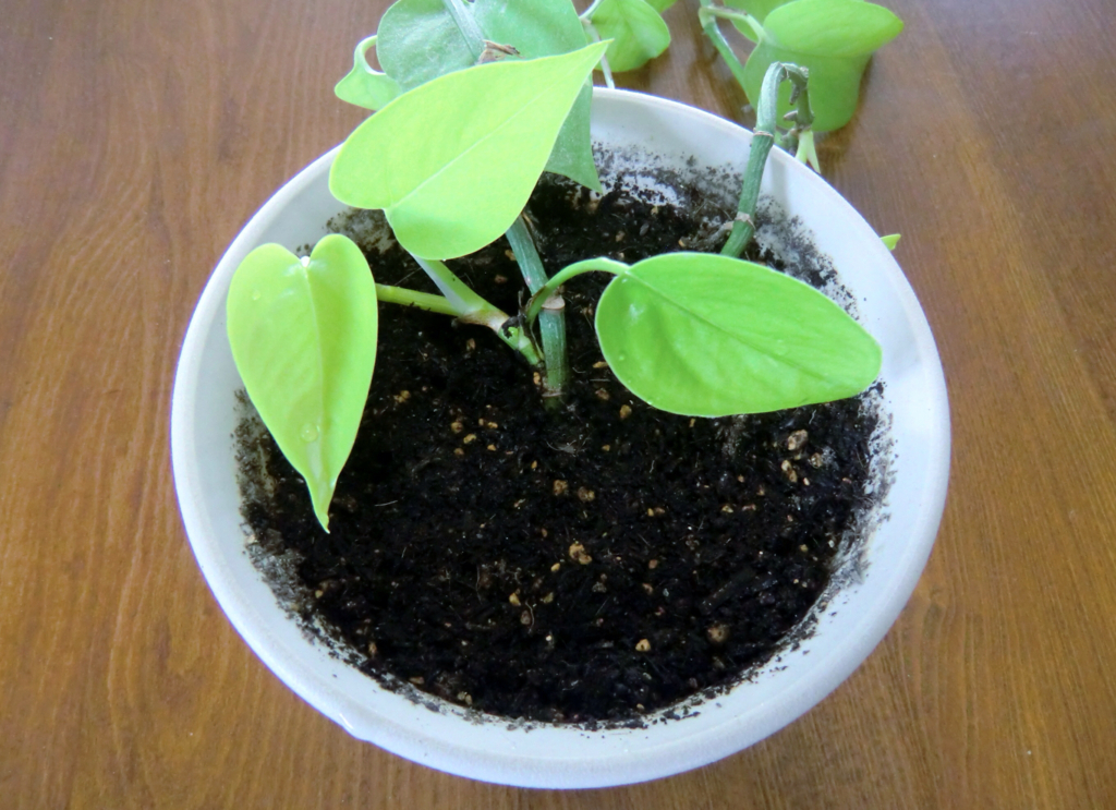 観葉植物 伸び過ぎたポトスの剪定法 お喋りなnana 生活や芸能