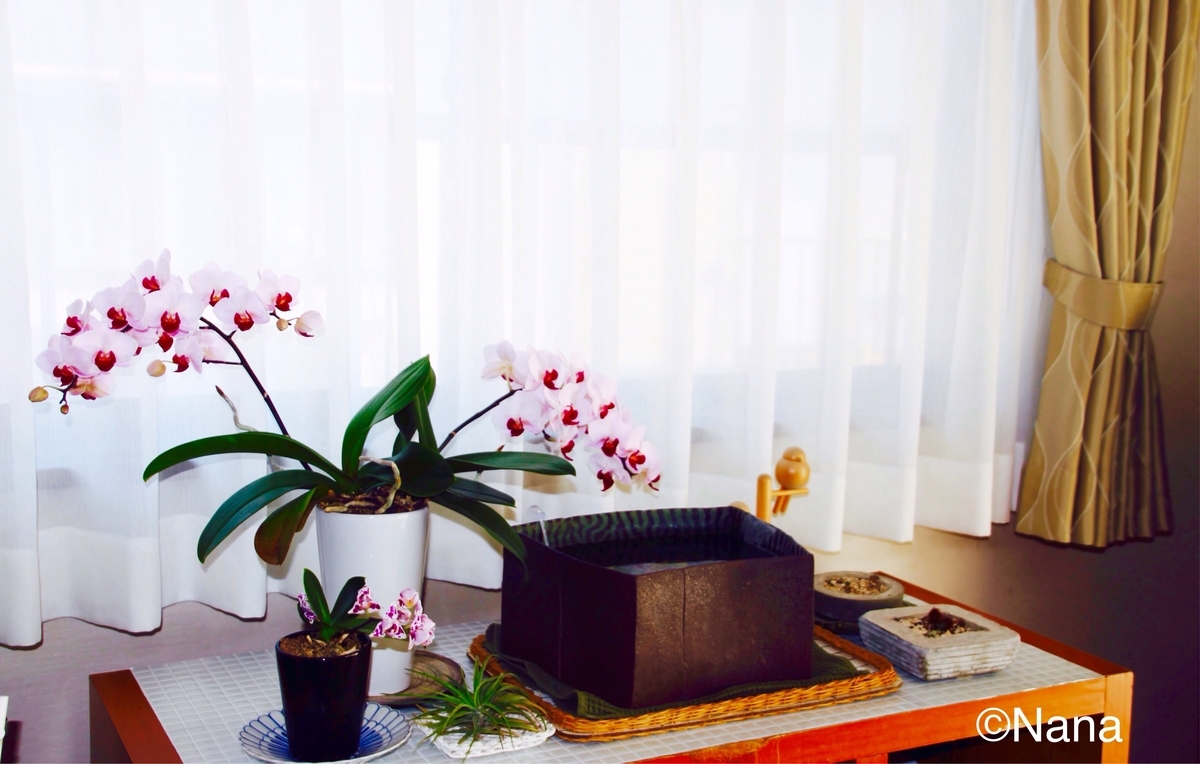陶器でベタを飼う ベタの飼育方法 お喋りなnana 生活や芸能 陶器でベタを飼う ベタの飼育方法 お喋りなnana 生活や芸能