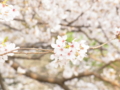 [袋井公園][袋井用水水源地][桜]fukuroi_01