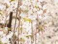 [袋井公園][袋井用水水源地][桜]fukuroi_04