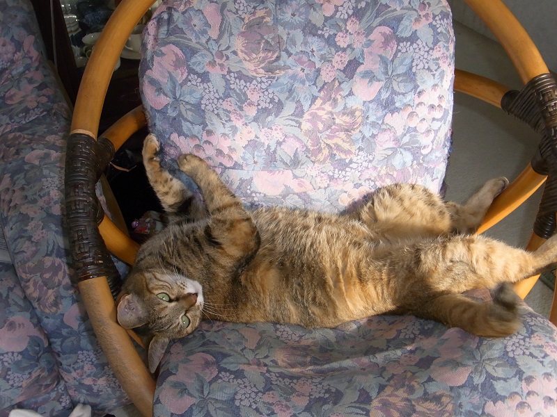 f:id:bibi-kirara:20161216101614j:plain