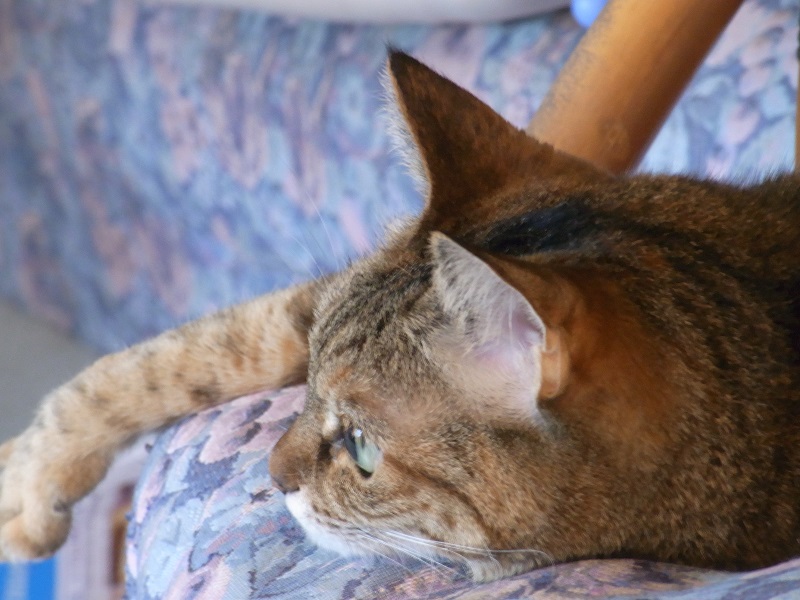 f:id:bibi-kirara:20170116092753j:plain