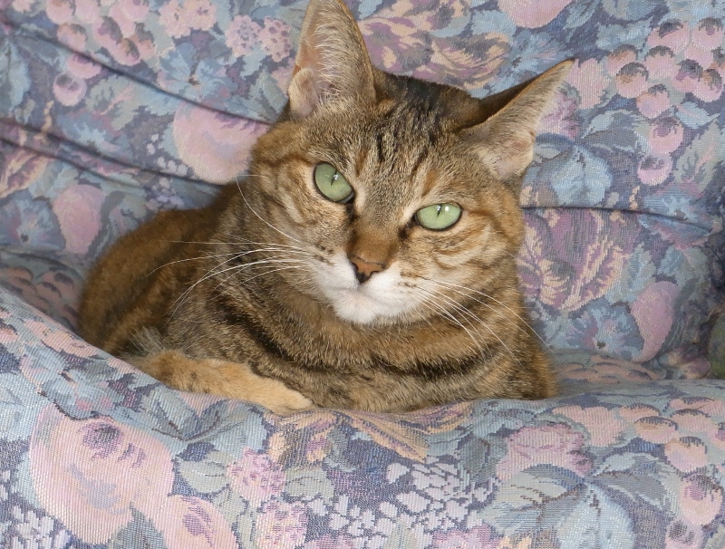 f:id:bibi-kirara:20170125091951j:plain