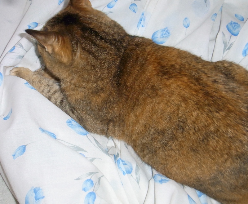 f:id:bibi-kirara:20180205154652j:plain