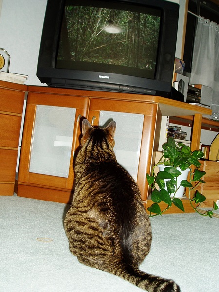 f:id:bibi-kirara:20200322100609j:plain