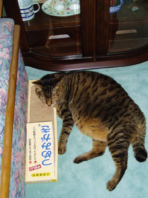 f:id:bibi-kirara:20200322100621j:plain