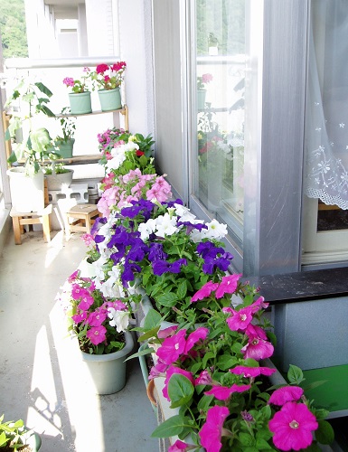 f:id:bibi-kirara:20200323102504j:plain