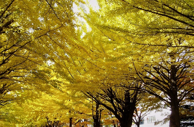f:id:bibi-kirara:20200324172702j:plain