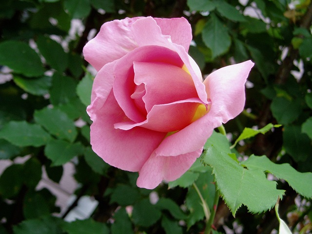 f:id:bibi-kirara:20200325172355j:plain