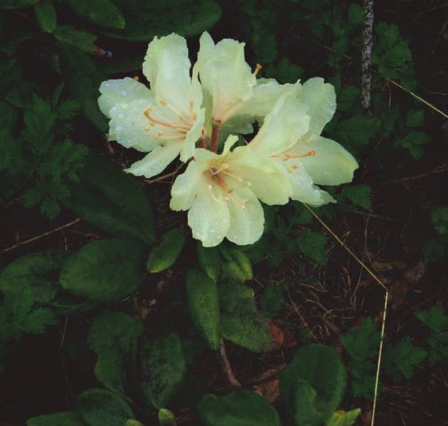 f:id:bibi-kirara:20200327143217j:plain
