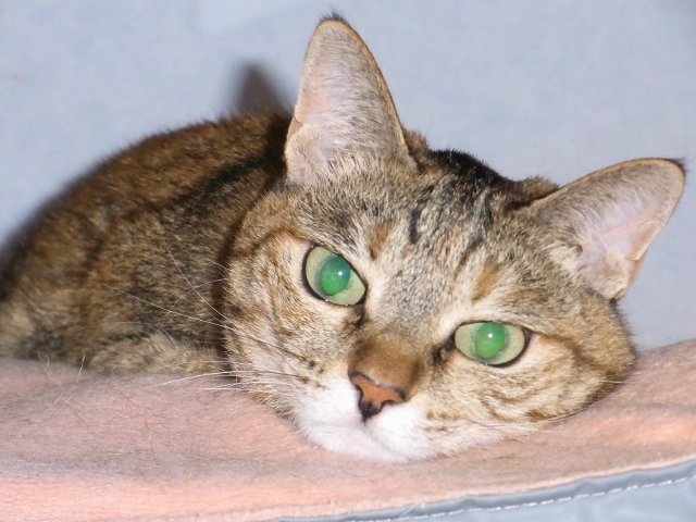 f:id:bibi-kirara:20200416170948j:plain