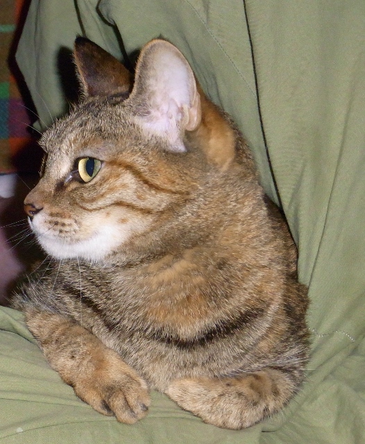 f:id:bibi-kirara:20200416171011j:plain