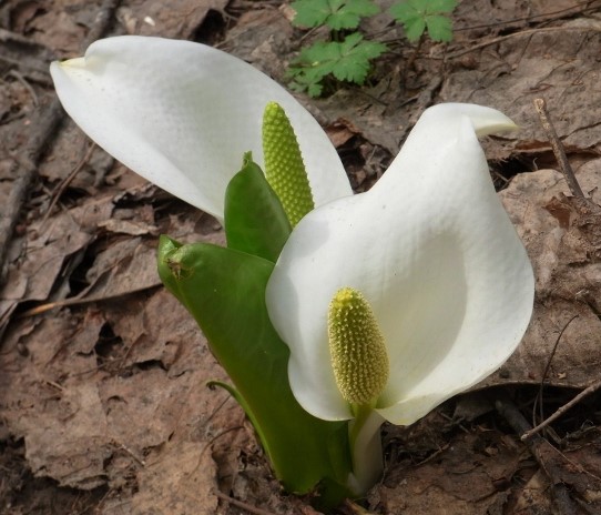 f:id:bibi-kirara:20200421172425j:plain