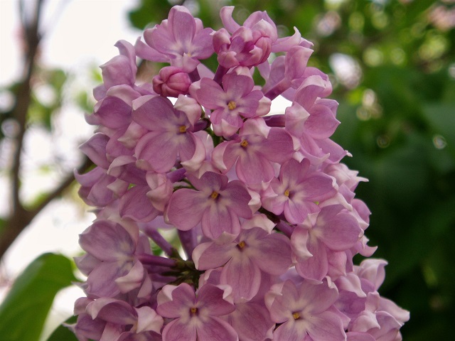 f:id:bibi-kirara:20200422175556j:plain