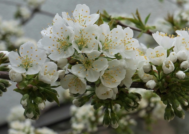 f:id:bibi-kirara:20200504091142j:plain