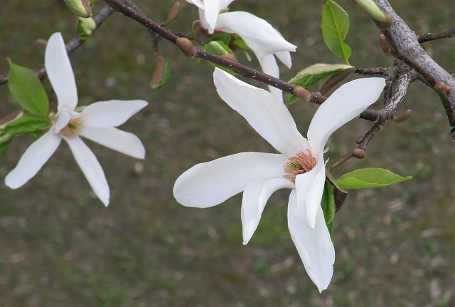 f:id:bibi-kirara:20200504091209j:plain