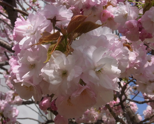 f:id:bibi-kirara:20200509000602j:plain