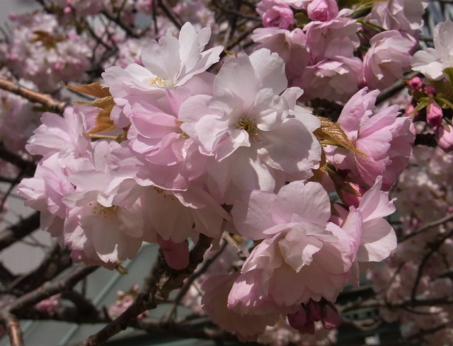 f:id:bibi-kirara:20200509000646j:plain