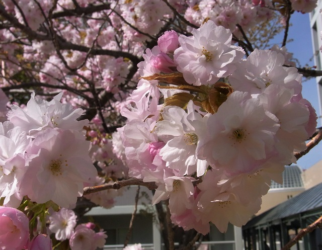 f:id:bibi-kirara:20200509000705j:plain
