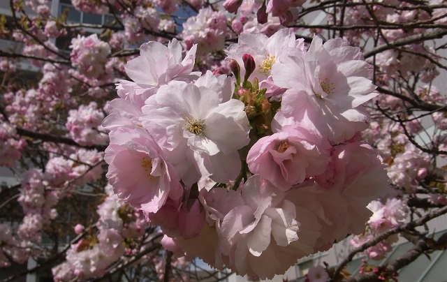 f:id:bibi-kirara:20200509000718j:plain