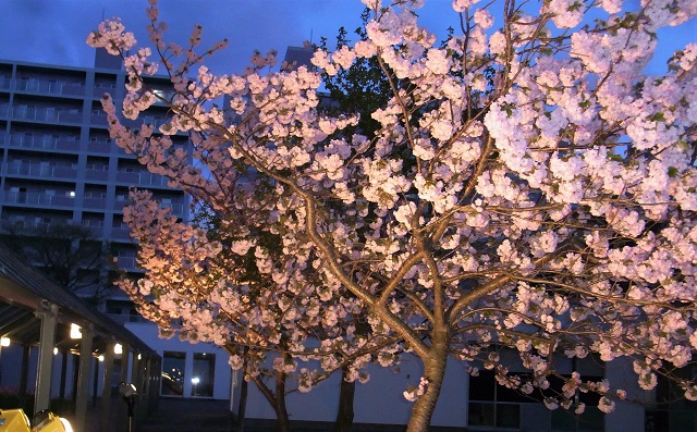 f:id:bibi-kirara:20200512111840j:plain