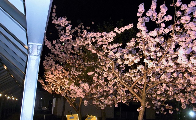 f:id:bibi-kirara:20200512112013j:plain