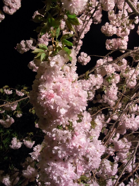 f:id:bibi-kirara:20200512112134j:plain