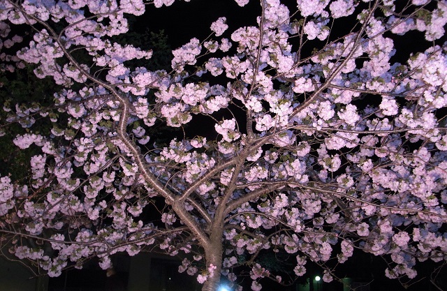 f:id:bibi-kirara:20200512115656j:plain