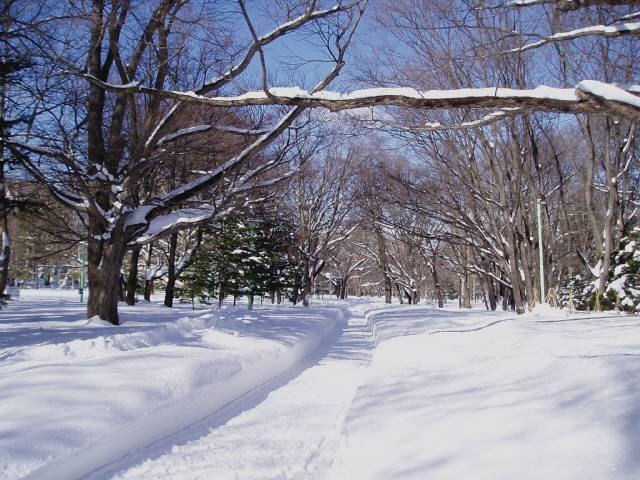 f:id:bibi-kirara:20200512224715j:plain