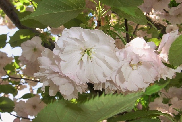 f:id:bibi-kirara:20200516180410j:plain