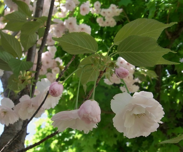 f:id:bibi-kirara:20200516180427j:plain